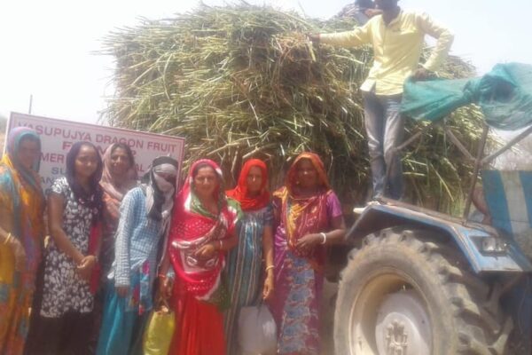 Auroch Agro Team, supported by Karmakonnect, initiated Exotic Dragon Fruit Plantation in Kutch Kharua Aream helping women from this community become economically sufficient.